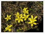 Hypoxis spp - Sani Pass * 2592 x 1944 * (2.87MB)